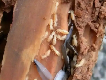 溧阳白蚁防治公司分享雨季白蚁飞蚁集中入户，应急处理与长效防虫方案